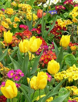 Flowers at Bloomsbury Park