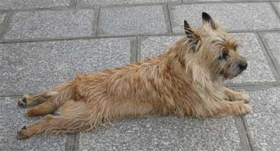 The dog who joined us for lunch