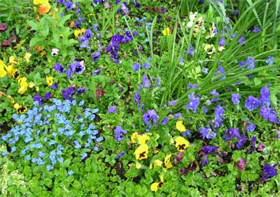 Flowers in the garden at L' Atre Fleuri