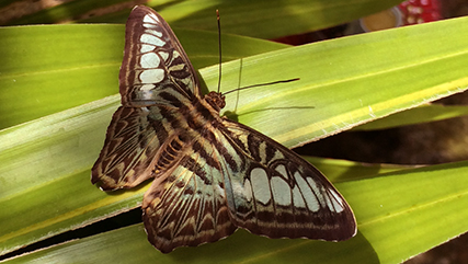 Giant moth