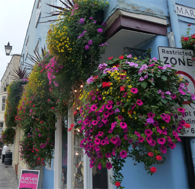 Flowers in Windsor