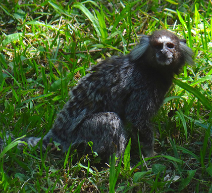 Monkey at Sugarloaf Mountain in Rio