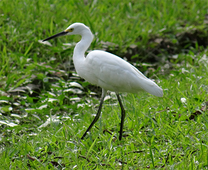 Bird at Rio's Botanical Gardens