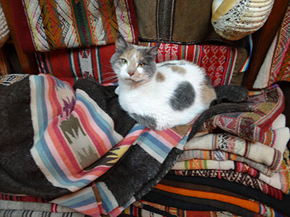 Cat at a shop in Cusco