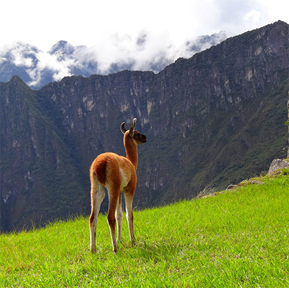 Baby llama at Machu Picchu