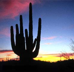 Tucson sunrise