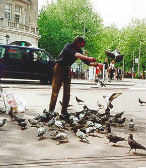 The Birdman of Amsterdam